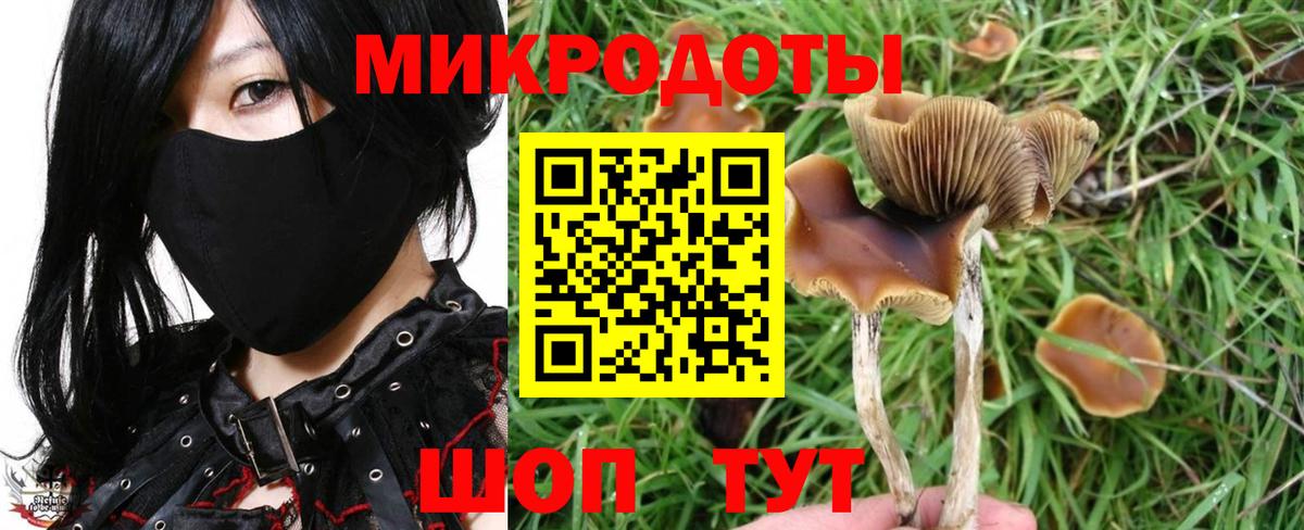 Галлюциногенные грибы Psilocybe Фрязино
